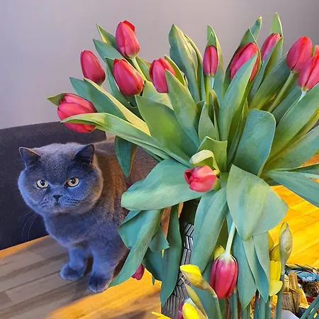 Dahara-aneks Kuchenny (adults Only) クリニツァ・モルスカ