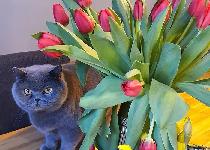 Dahara-aneks Kuchenny (adults Only) Krynica Morska